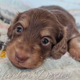 Mr. Bacon - Chocolate and cream male Dachshund puppy in Panama City, Florida from Harbor Doxies
