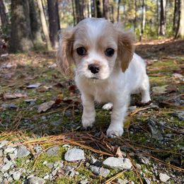 Fang - Blenheim male Cavapoo puppy in Oak Island, North Carolina from Double Doodle Cavapoos