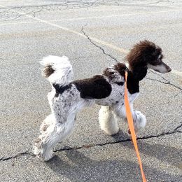 Poodle All Grown Up from Apricity Poodles