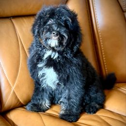 Saffron - Tri-color male Bernedoodle puppy in Danielsville, Georgia from Meg's Doodles and Poodles