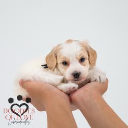 Mister Black - Parti male Labradoodle puppy in Travelers Rest, South Carolina from Doodles of Love Labradoodles