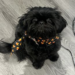 Naboo - Shih Tzu