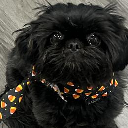 Naboo - Shih Tzu