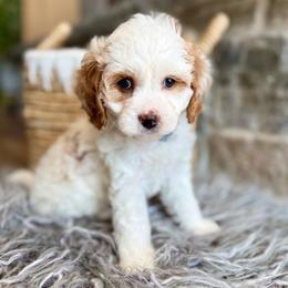 Clover - Blenheim female Cavapoo puppy in Natural Bridge, Virginia from Padgetts Hill Puppies