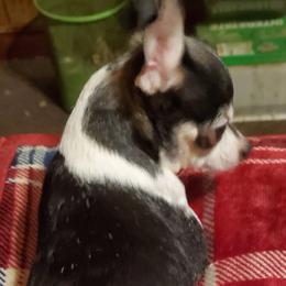 Tbone - Chihuahua