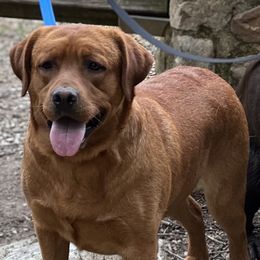 Labrador Retriever Puppies from Bogs Edge Labradors