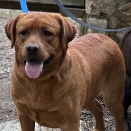 Labrador Retriever Puppies from Bogs Edge Labradors