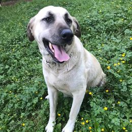 Anatolian Shepherd Dogs from Grindy Family Farm of Ebey Mountain