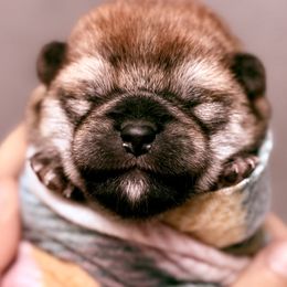 Kaja - Red female Shiba Inu puppy in Cincinnati, Ohio from Timberwood Paws