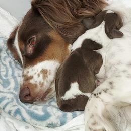 Dachshunds from Storyville Dachshunds