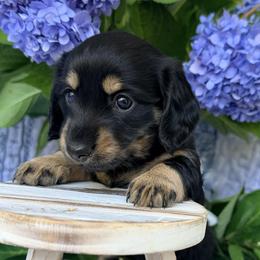 Nova, formerly Elsie 2800 - Black and tan female Dachshund puppy in Hendersonville, North Carolina from Snarky Doxy Miniature Dachshunds