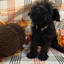 Boy 2 - male Miniature Schnauzer puppy in Huntsville, Alabama from Edwin and Donna Lawrence
