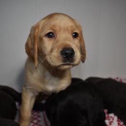 Dilute Retriever Puppies from Wicked Pines Retrievers