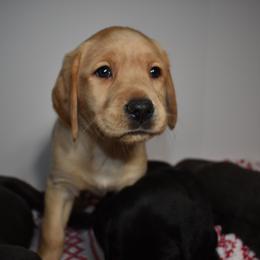 Dilute Retriever Puppies from Wicked Pines Retrievers