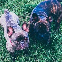 French Bulldogs from Herbert's Frenchies