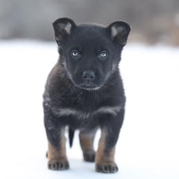 Rue - Black and tan female German Shepherd puppy in Augusta, West Virginia from Vom Haus Highlands