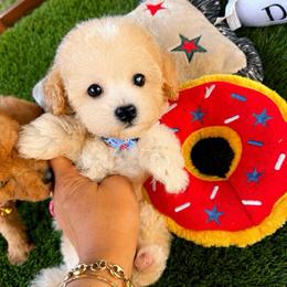 SURFY - Champagne male Maltipoo puppy in Sugar Land, Texas from Celebrity Maltipoos