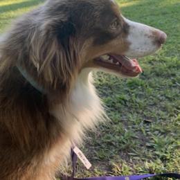 Miniature Australian Shepherds from Comeaux Aussies