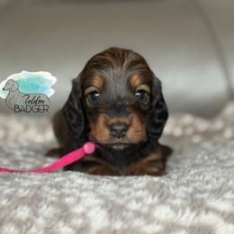 Pink Collar - Red female Dachshund puppy in Cheyenne, Wyoming from Golden Badger Kennels