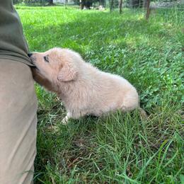 Shaggy - White male German Shepherd puppy in Yuba City, California from Barton’s German Shepherds
