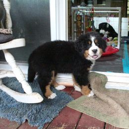 Bernese Mountain Dog Puppies from Baby Bear Bernese Kennel