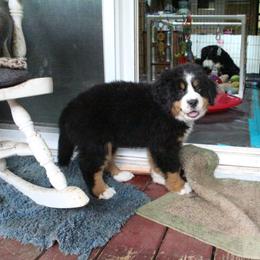 Bernese Mountain Dog Puppies from Baby Bear Bernese Kennel