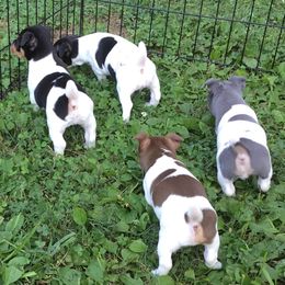 Teddy Roosevelt Terrier Puppies from Mud-E Acres Kennel