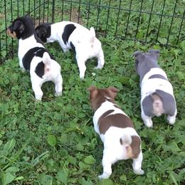Teddy Roosevelt Terrier Puppies from Mud-E Acres Kennel
