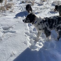 Australian Shepherd and Border Collie Puppies from Sun Up Kennels