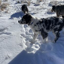 Australian Shepherd and Border Collie Puppies from Sun Up Kennels