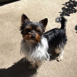 Domino - Yorkshire Terrier