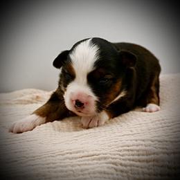 Lorena - Black tri female Miniature American Shepherd puppy in Valley Springs, California from Raindance Ranch