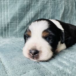 Shenzi - Black tri female Miniature Australian Shepherd puppy in Windsor, Colorado from 392 Farms