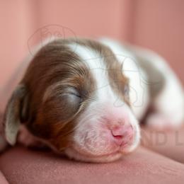 Evian - Fawn (isabella) and tan female Dachshund puppy in Temecula, California from Naomi Magee's Dachshund Kennel