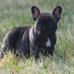 American Bulldog, French Bulldog, and Shorty Bull Puppies from Bingham's Bulldogs LLC