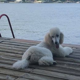 Poodles from Little Island Poodles