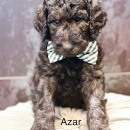 Azar - Chocolate male Goldendoodle puppy in Pasco, Washington from Camp Doodle Woods