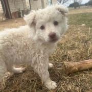 Pink Lady - Mudi puppy from Graves Farm Mudi