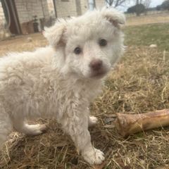 Pink Lady - Mudi puppy from Graves Farm Mudi