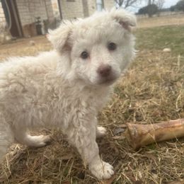 Pink Lady - Mudi puppy from Graves Farm Mudi