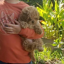 Maltipoo Puppies from Little Cupcakes and Little Punkins Maltipoos