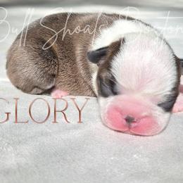 Glory - Red female Boston Terrier puppy in Lead Hill, Arkansas from Bull Shoals Bostons