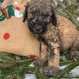 Boy 2 - Brindle Poodle puppy in Lakeland, Florida from Elaine's Poodles