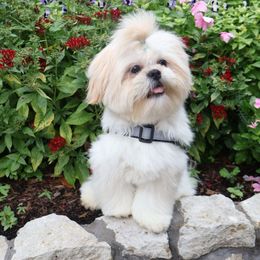 Cade - White male Shih Tzu puppy in League City, Texas from Divine Pups