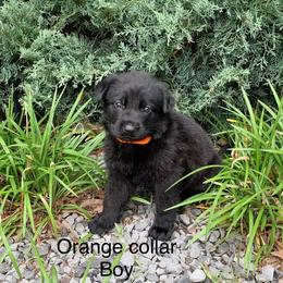 Orange Collar Boy - Black male German Shepherd puppy in Batesville, Mississippi from Shepherd Farms