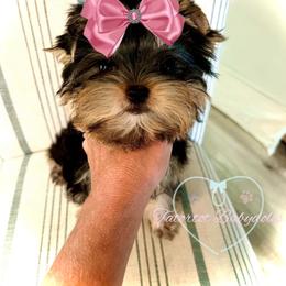 Maltese and Yorkshire Terrier Puppies from tatortot pup