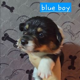 Blue boy - Black and tan male Pembroke Welsh Corgi puppy in Necedah, Wisconsin from The 6Ks Paws and Hobbies