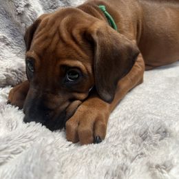 Green - Rd whtn blk nose male Rhodesian Ridgeback puppy in Aubrey, Texas from Bushveld Rhodesian Ridgebacks