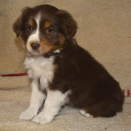 Grins - Miniature American Shepherd puppy from 74 Ranch Minis