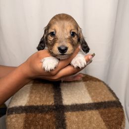 Saffron - Dapple male Dachshund puppy in Santa Rosa, California from Signatures Mini Dachshunds